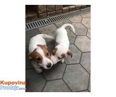 Stenci JACK RUSSEL TERIJERA - Fotografija 1/6