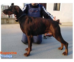 Doberman štenad na prodaju - Fotografija 10/10