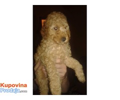 Prodajem žensko štene APRICOT TOY pudle - Fotografija 2/3