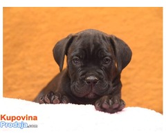 CANE CORSO kvalitetnih krvnih linija - Fotografija 3/10