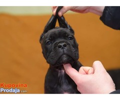 CANE CORSO kvalitetnih krvnih linija - Fotografija 7/10