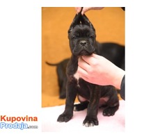 CANE CORSO kvalitetnih krvnih linija - Fotografija 9/10