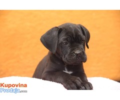 CANE CORSO kvalitetnih krvnih linija - Fotografija 10/10