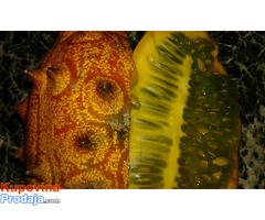 Kiwano seme Kiwano seme