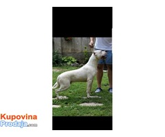 Dogo Argentino - Fotografija 1/9