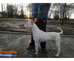 Dogo Argentino - Fotografija 5/9