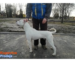 Dogo Argentino - Fotografija 6/9