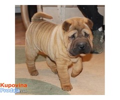 Shar Pei musko stene - Fotografija 1/5