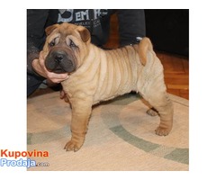 Shar Pei musko stene - Fotografija 2/5