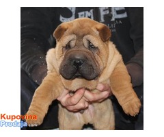 Shar Pei musko stene - Fotografija 3/5