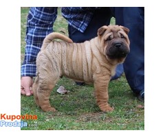 Shar Pei musko stene - Fotografija 4/5