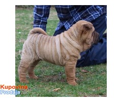 Shar Pei musko stene - Fotografija 5/5