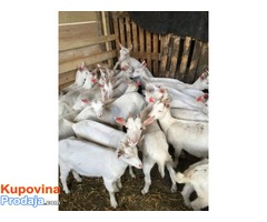 Koze i jarići na prodaju