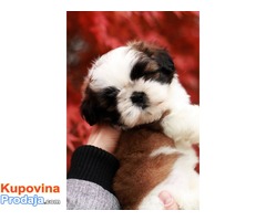 Štenci SHIH-TZU američke krvne linije - Fotografija 3/10