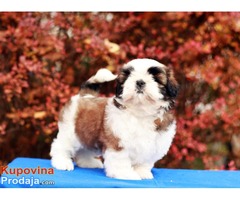 Štenci SHIH-TZU američke krvne linije - Fotografija 8/10