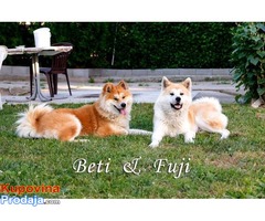 Akita Inu, stenci, odlicnog porekla - Fotografija 3/8