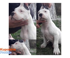 Štenci Dogo Argentino - Fotografija 2/8