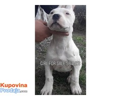 Štenci Dogo Argentino - Fotografija 3/8