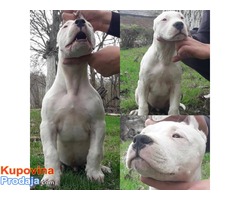 Štenci Dogo Argentino - Fotografija 4/8