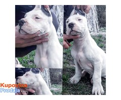 Štenci Dogo Argentino - Fotografija 6/8