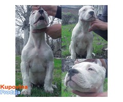 Štenci Dogo Argentino - Fotografija 7/8