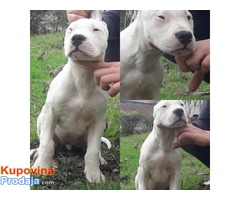 Štenci Dogo Argentino - Fotografija 8/8