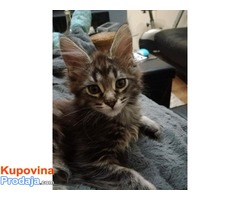 Main coon mačići - Fotografija 2/10