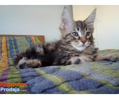 Main coon mačići - Fotografija 3/10