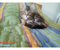 Main coon mačići - Fotografija 8/10