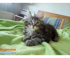 Main coon mačići - Fotografija 9/10