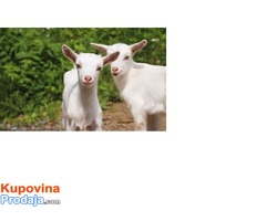 OTKUPLJIVANJE KOZIJEG MLEKA I JARICA