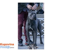 CANE CORSO stenci odlicnog kvaliteta - Fotografija 7/9