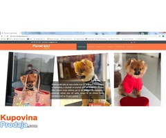 Prodaja web sajta pomeranci.com Prodaja web sajta pomeranci.com