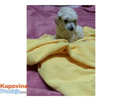 Toy pudla štenci - Fotografija 2/4