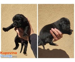 Cane corso stenci - Fotografija 2/7