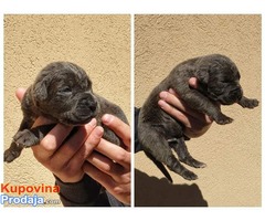 Cane corso stenci - Fotografija 3/7