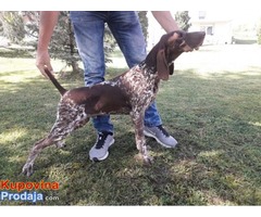 Prodajem štence - Nemački kratkodlaki ptičar - Fotografija 4/9