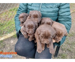 Cokoladni LABRADORI vrhunskog porekla - Fotografija 2/6