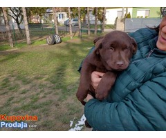 Cokoladni LABRADORI vrhunskog porekla - Fotografija 6/6