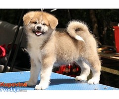 Akita inu - Fotografija 1/7