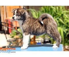 Akita inu - Fotografija 2/7