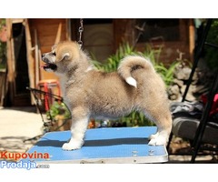 Akita inu - Fotografija 3/7