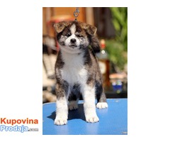 Akita inu - Fotografija 4/7