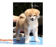 Akita inu - Fotografija 5/7