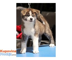 Akita inu - Fotografija 6/7