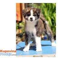 Akita inu - Fotografija 7/7