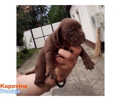 AMERICAN BULLY prelepa atraktivna stenad - Fotografija 2/10