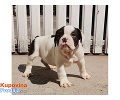 AMERICAN BULLY prelepa atraktivna stenad - Fotografija 6/10