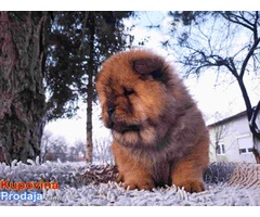 CHOW CHOW muski stenci na prodaju - Fotografija 1/4