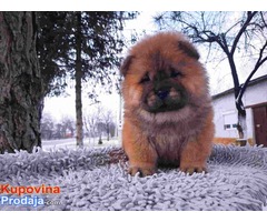 CHOW CHOW muski stenci na prodaju - Fotografija 2/4